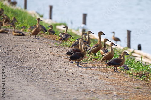 A flock of Whistling Ducks or Tree Ducks (Dendrocygninae) stand next to a lake.