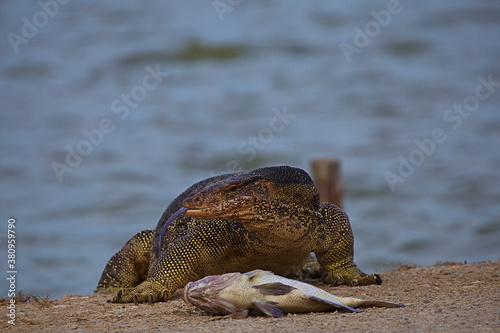 An Asian water monitor (Varanus salvator) eats a large fish. Class:	Reptilia, Order: Squamata, Family: Varanidae, Genus: Varanus, Species: V. salvator, Binomial name: Varanus salvator
