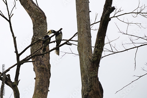 An Oriental Pied Hornbill (Anthracoceros albirostris) grooms its mate.