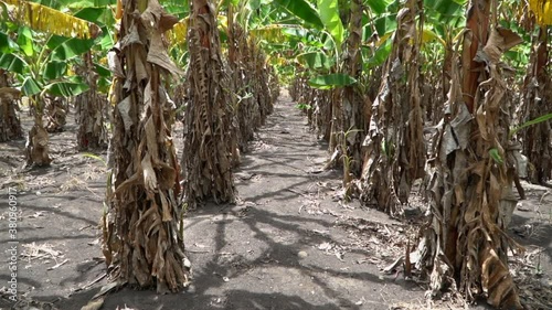 Walking through plantain fields in slow mothion photo