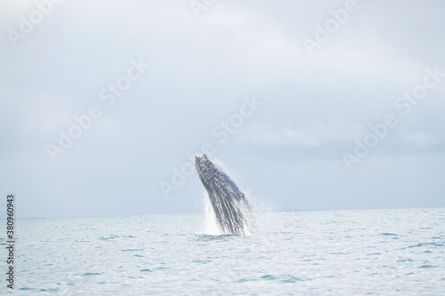 Canvas Print hump back whale out of water