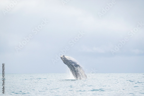 hump back whale out of water  © Sidney R.