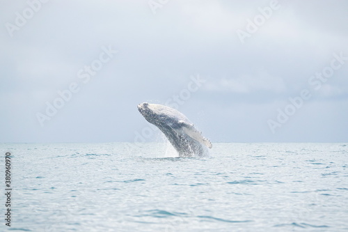 hump back whale out of water 