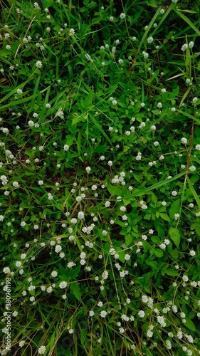 White flowers on green background 