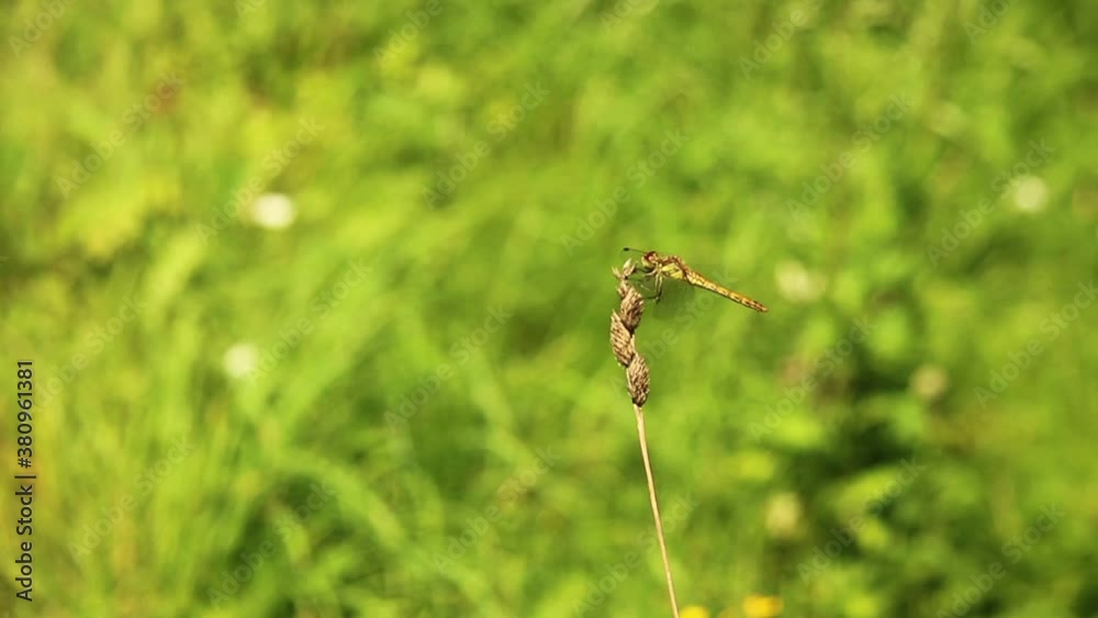 The dragonfly on the grass on a sunny summer day The dragonfly on the grass on a sunny summer day