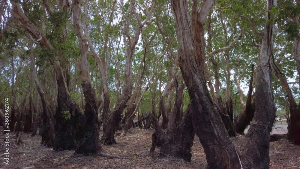 Close up of Melaleuca leucadendra or weeping paperbark trees forest from myrtle family species during low tide season or dry season in a South East Asian country. Close up of Melaleuca leucadendra or weeping paperbark trees forest from myrtle family species during low tide season or dry season in a South East Asian country.