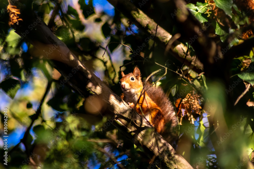 Red eurasian squirrel climbing on a tree in the sunshine searching for food like nuts and seeds in a forest attentive looking for predators and others red squirrels for mating and pairing in summer Red eurasian squirrel climbing on a tree in the sunshine searching for food like nuts and seeds in a forest attentive looking for predators and others red squirrels for mating and pairing in summer