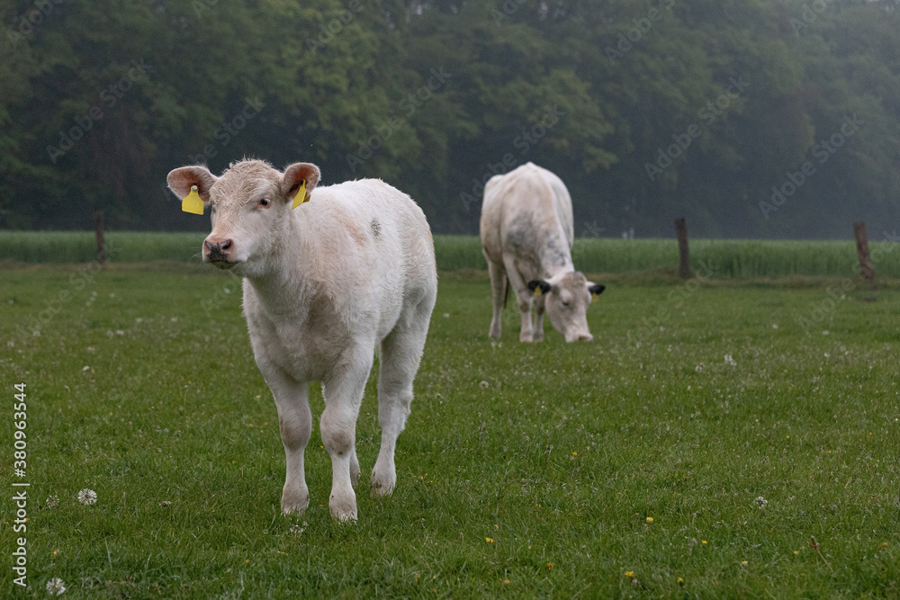 Weißes Kälbchen mit Mutterkuh auf der Weide Weißes Kälbchen mit Mutterkuh auf der Weide