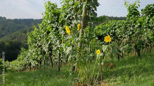 Vineyard with Grapevine and Sunflower in Styria Austria 4K on Slider photo