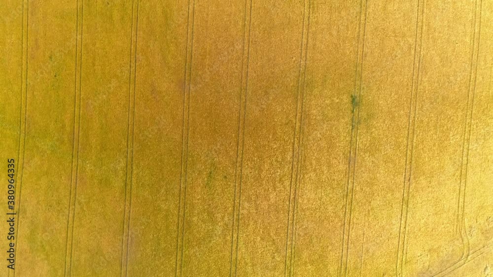 Flying top downover a wheat field.