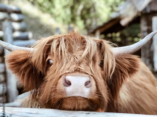 Fotografie, Obraz highland cattle close up
