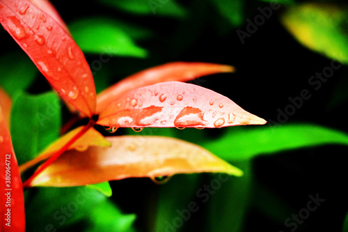 Close-up shot, focusing on the dewdrop on the red Christina leaf and in the background. Use it as a wallpaper or background image.