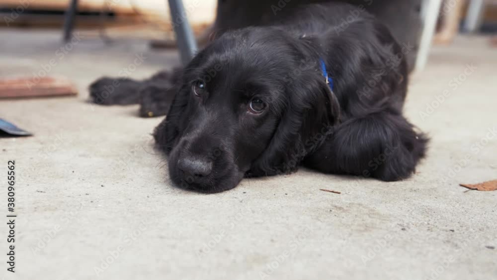 Cut energetic puppy lying down after long playful day Cut energetic puppy lying down after long playful day