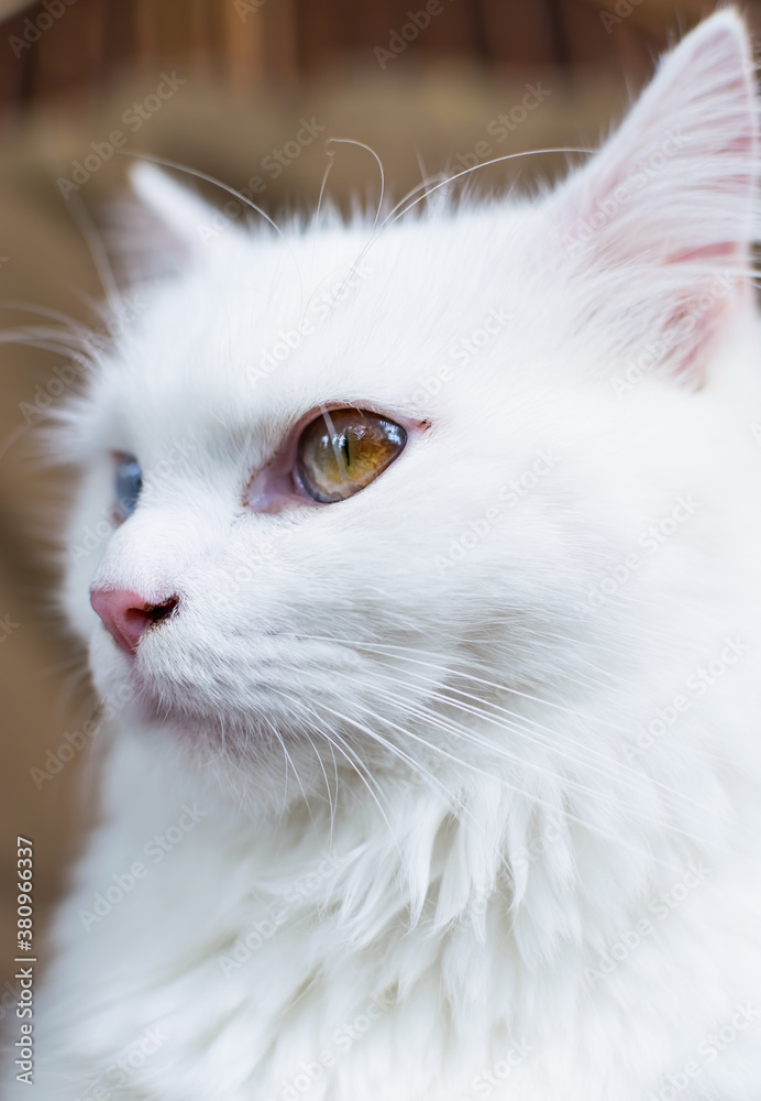 Young heterochromic or odd-eyed white fur cat