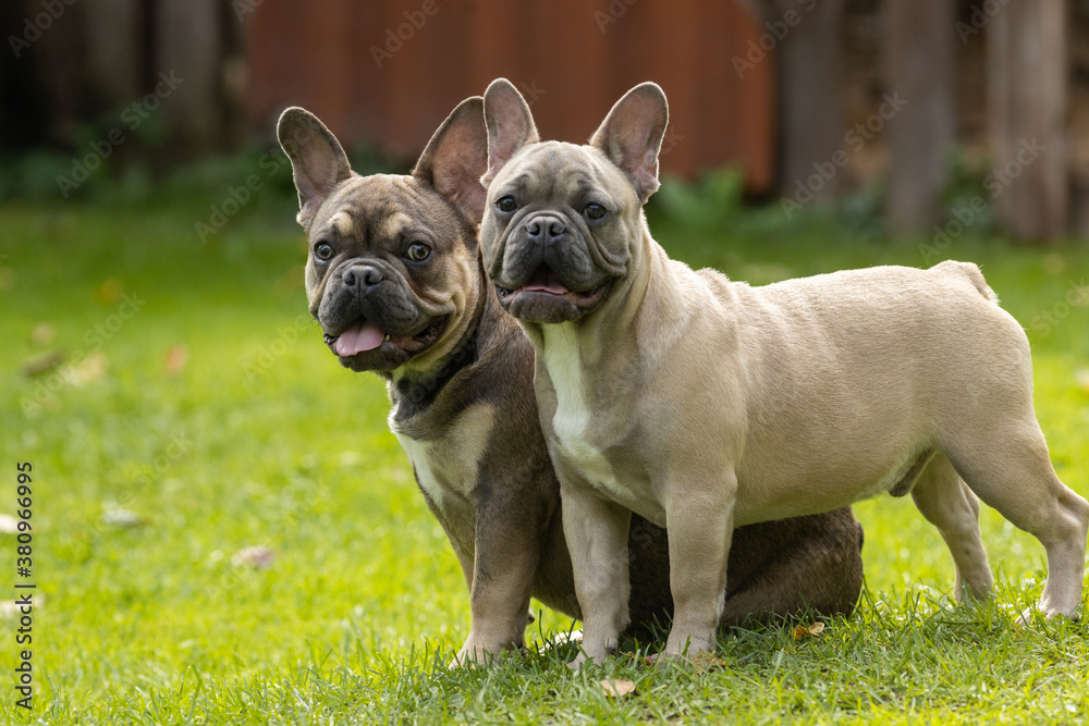 Two brothers of a French bulldog puppy in the summer