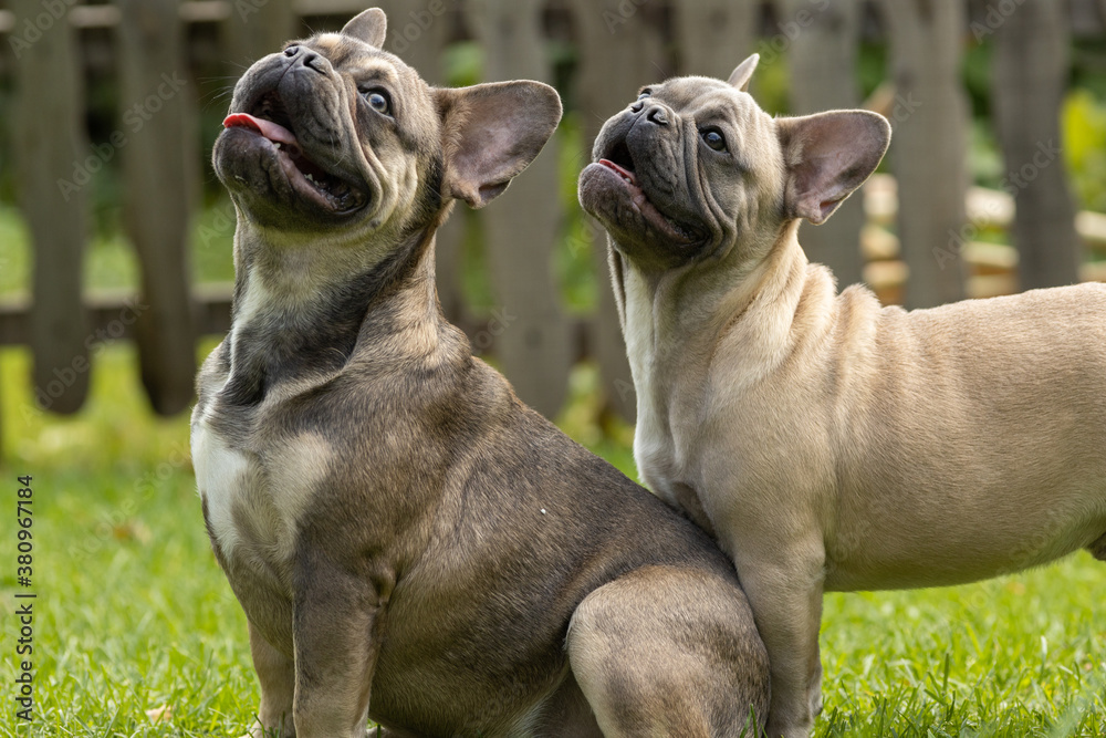 Two brothers of a French bulldog puppy in the summer