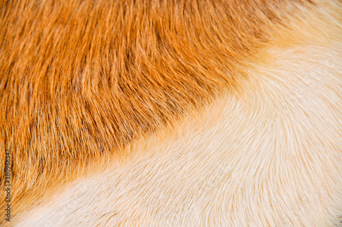 Natural real beige and brown goatskin texture photo