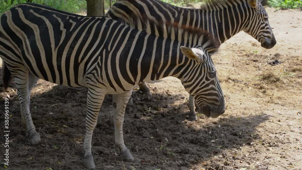 Zebra under tree in the zoo park Zebra under tree in the zoo park