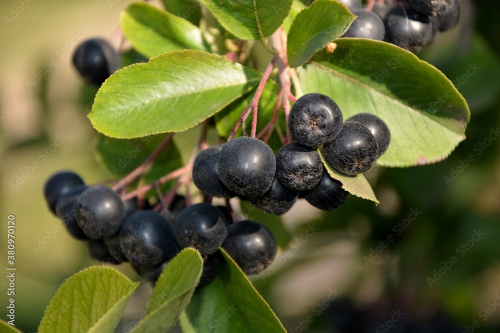 Branch with chokeberry berries on the bush in the garden close-up Branch with chokeberry berries on the bush in the garden close-up