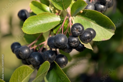 Branch with chokeberry berries on the bush in the garden close-up