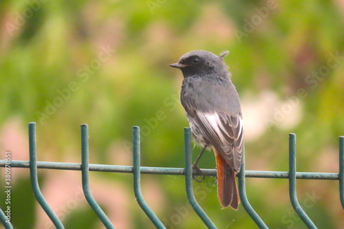 Black redstart (Phoenicurus ochruros) perching on a fence in an urban area.