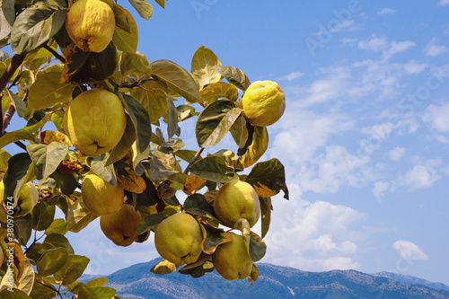 Autumn. Branches of quince tree ( Cydonia oblonga ) with leaves and  ripe fruits on sunny day photo