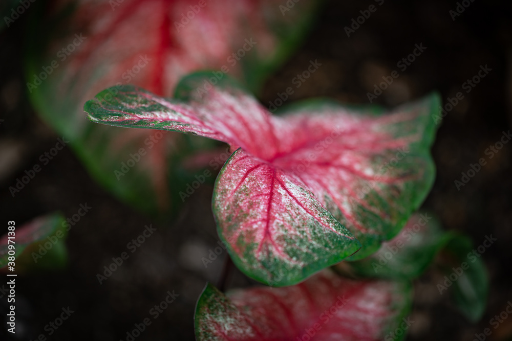 Pink and green leaf in focus with several alike blurred in the background in Arboretum Botanical Garden in Lexington, KY Pink and green leaf in focus with several alike blurred in the background in Arboretum Botanical Garden in Lexington, KY