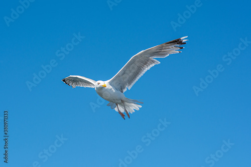 A picture of a flying seagull. A clear blue sky in the background