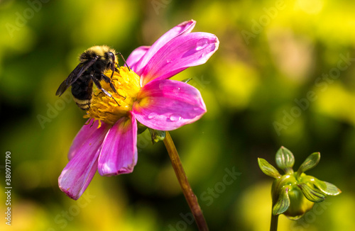 A honey be gathering nectar on a flower