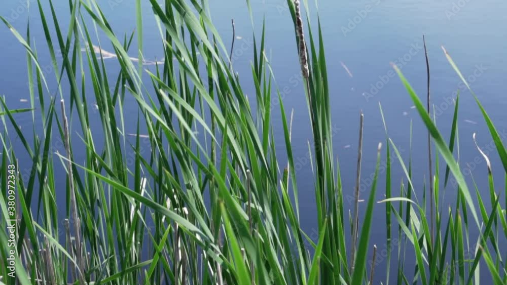 Marsh land, animals and board walks