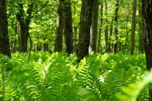Lush fern cover in Shenandoah National Park