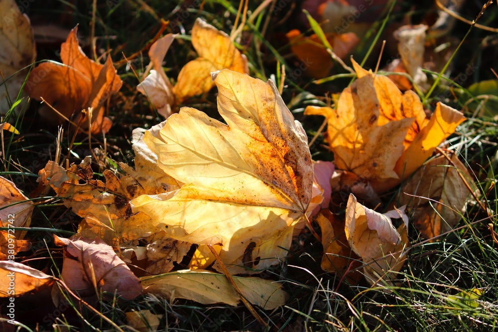 leuchtende braune Blätter im Herbst