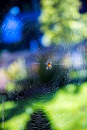 a large spider in his web waiting for an insect to become snared in the web.