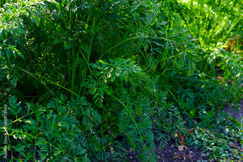 Obraz premium Green grass and red carrots in the garden