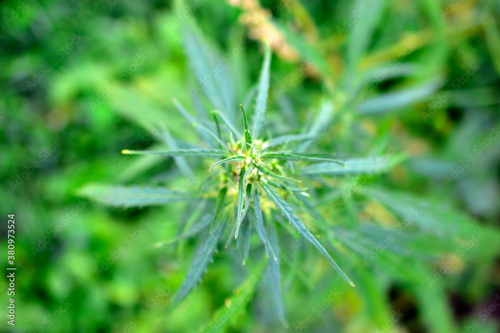 Green cannabis marijuana Bush in the garden Green cannabis marijuana Bush in the garden