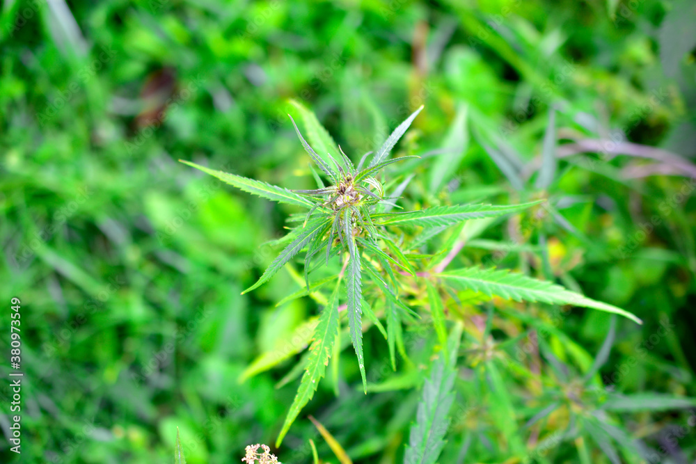 Green cannabis marijuana Bush in the garden Green cannabis marijuana Bush in the garden