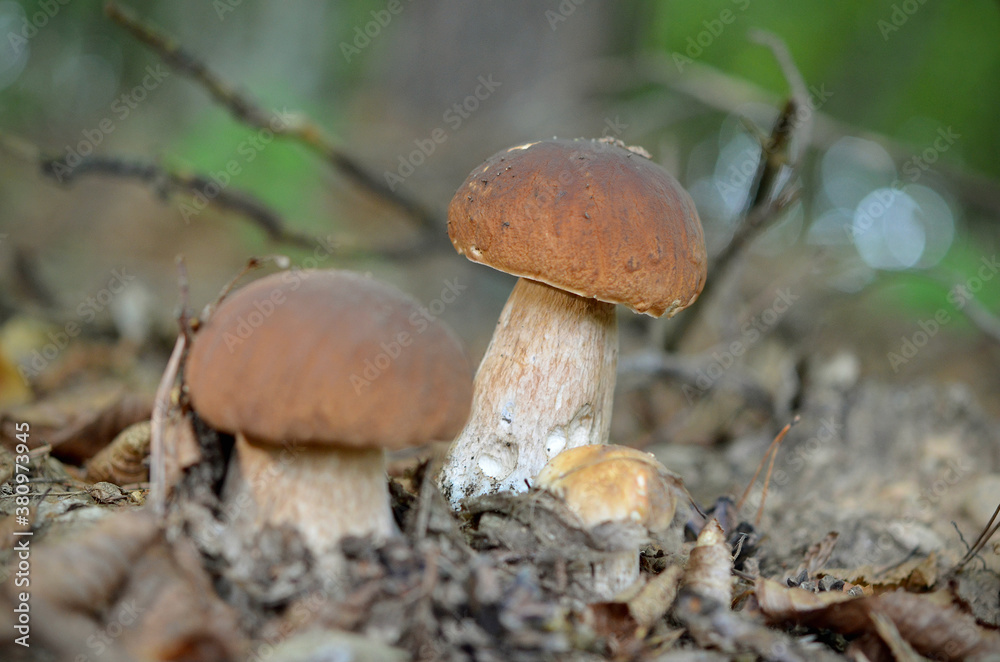 a group of boletus mushrooms in the forest in autumn in the fog a group of boletus mushrooms in the forest in autumn in the fog