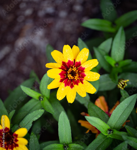 Yellow and red flower petal growing in Arboretum Botanical Garden in Lexington  KY USA