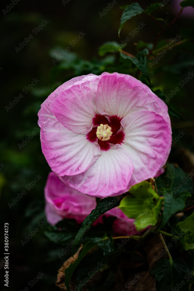White and pink flower petal with bright red spot in the middle White and pink flower petal with bright red spot in the middle
