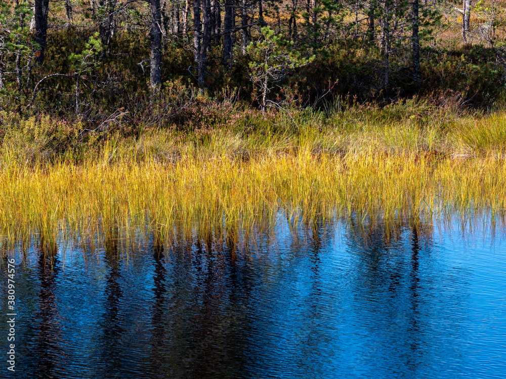 Viru bogs at Lahemaa national park Viru bogs at Lahemaa national park