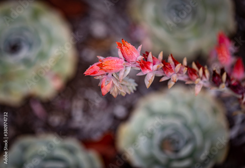 A petal of red  orange flower covered in water droplets from the dew hanging from the right side of the image on a background of out of focus round plants