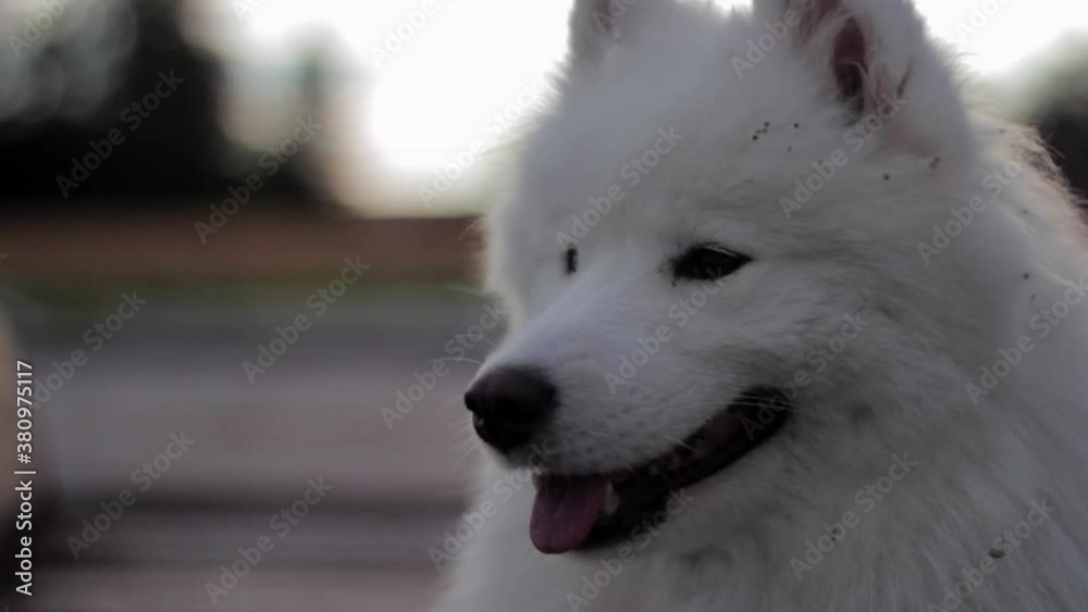 Samoyed dog watching over a grassy field Samoyed dog watching over a grassy field