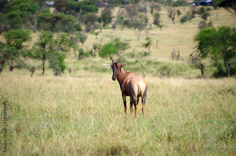 Topi antelope in the Serengeti park in Tanzania Topi antelope in the Serengeti park in Tanzania