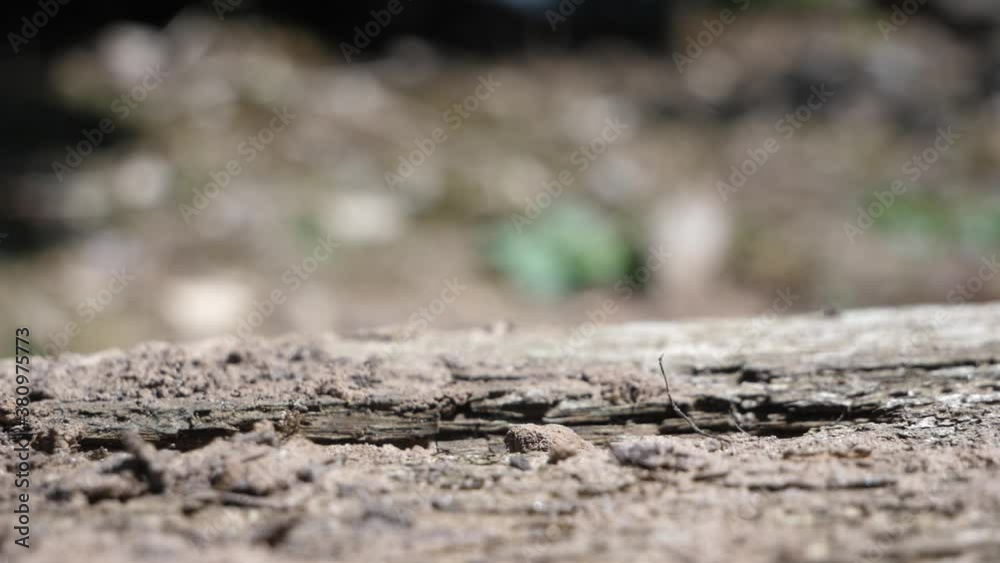 Close up shot of a long legged spider walking along a wooden plank. Close up shot of a long legged spider walking along a wooden plank.