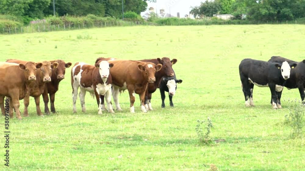 wild cows filmed in 4k slow motion 120fps in a field in Scotland Britain united the ?kingdom. wild cows filmed in 4k slow motion 120fps in a field in Scotland Britain united the ?kingdom.