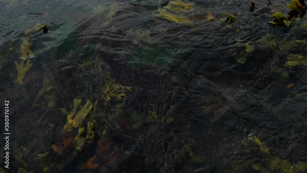 coral floating in the sea filmed in slow motion 4k 120fps. filmed on the coast of Scotland, united kingdom. coral floating in the sea filmed in slow motion 4k 120fps. filmed on the coast of Scotland, united kingdom.