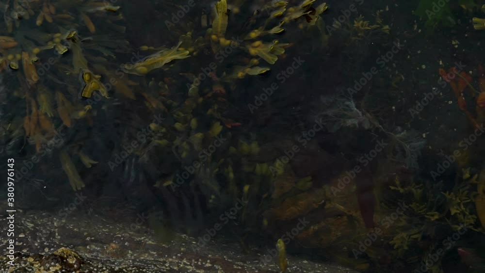 coral floating in the sea filmed in slow motion 4k 120fps. filmed on the coast of Scotland, united kingdom. coral floating in the sea filmed in slow motion 4k 120fps. filmed on the coast of Scotland, united kingdom.