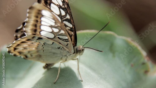 Butterfly Sitting on a Green Leaf Presenting its Wings photo