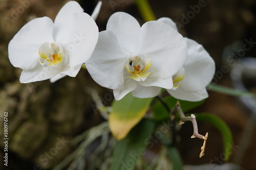 orquideas