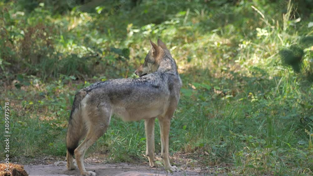 Stehender Wolf der sich umdreht und nach Insekt schnappt Stehender Wolf der sich umdreht und nach Insekt schnappt